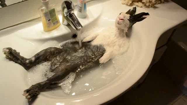 apakah kelinci boleh mandi?