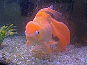 Goldfish Wallpaper (goldfish wallpaper)