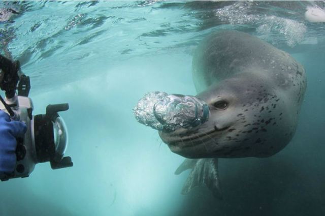 Penguin's final moments caught on camera