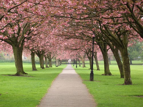 cherry blossom wallpaper. cherry blossom wallpaper