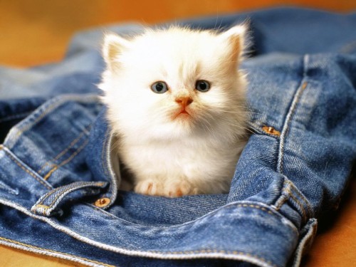 Cute Kittens HD Wallpaper Free Download