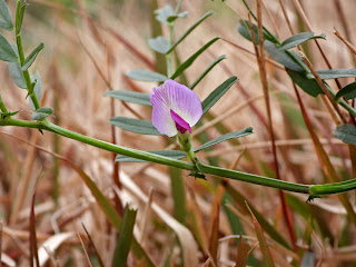 Common Vetch by the Xiang River