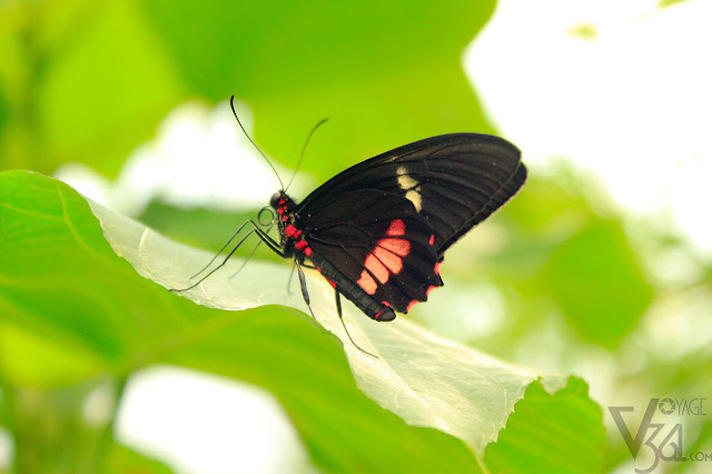 Emerald-patched cattleheart Butterfly