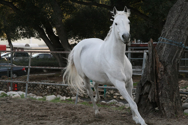 Beautiful Cute White Horse Pictures / Photos / Wallpapers / Running Horse