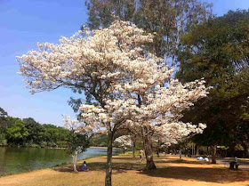 Parque Ibirapuera