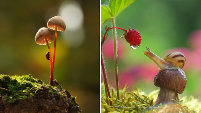 A Beautiful & Magical World Of Mushrooms Captured By Vyacheslav Mishchenko