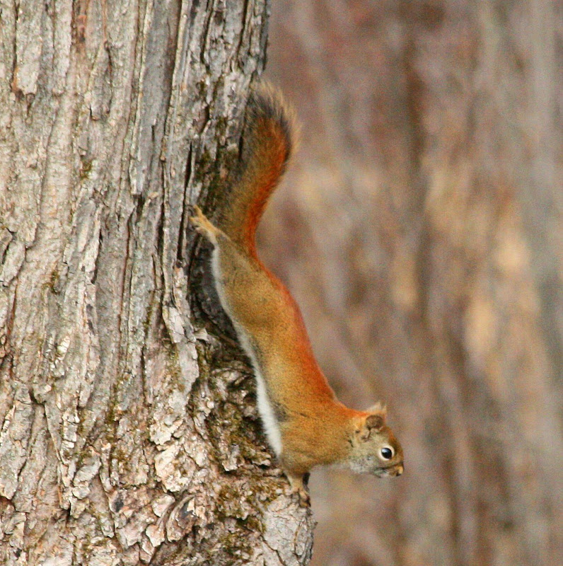 Northern Michigan Experience: Red Squirrel