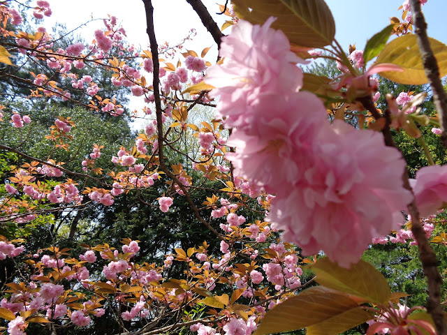 八重桜が満開