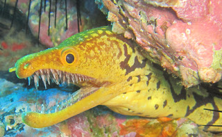 Fangtooth Moray Eel