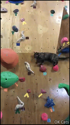 Amazing Cat GIF • Amazing agile cat shows off her rock climbing talent [ok-cats.com]