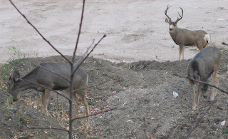 Deer in Golden, Colorado, on Thanksgiving Day