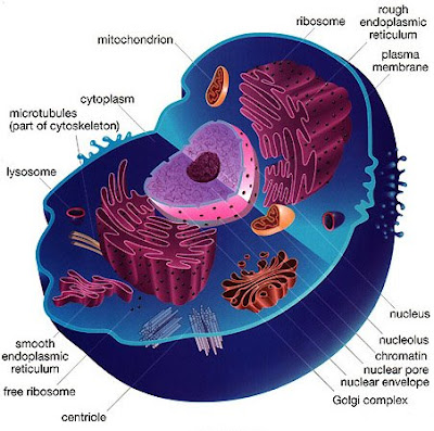 A Generalised Animal Cell as observed under an Electron Microscope.
