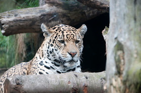 Leopard photograph