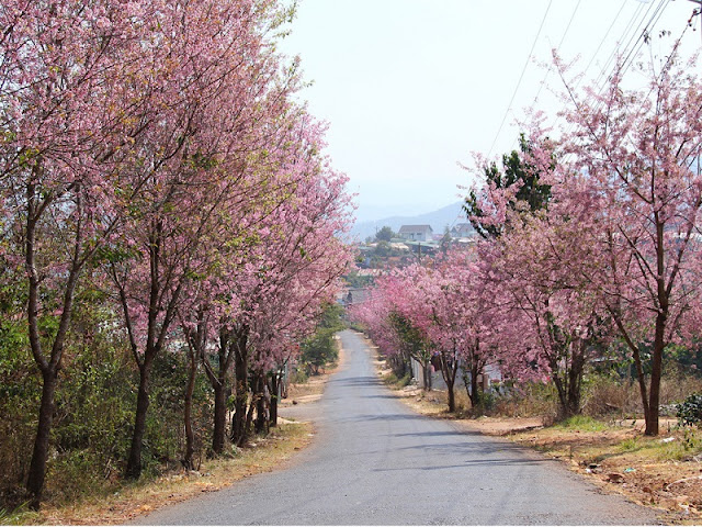 Da Lat cherry blossoms welcome Lunar New Year 1