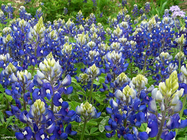 Miles and Miles of Bluebonnets, the state flower of Texas... as far as you can see... spring meadows of brillant blue! 