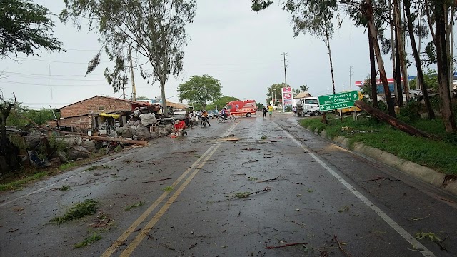 TEMPORAL DERRUBA ÁRVORES E INTERROMPE PE-218 EM BOM CONSELHO 