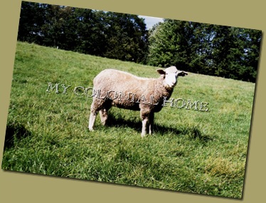 Sheep_0009