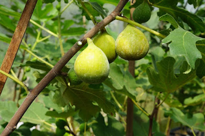 LUNGA DE AGUSTO Figs