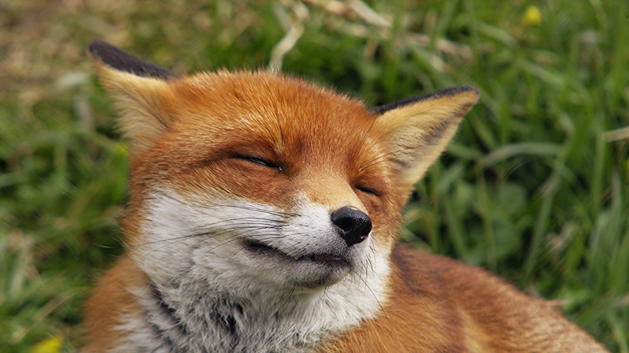 Wallpaper Fox Face Happiness Predator