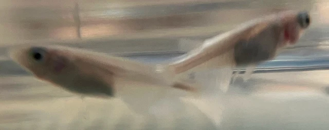 鉄仮面メダカ 稚魚 １００日目