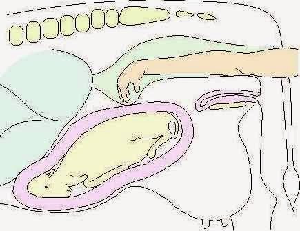 Cara Melakukan Palpasi Rectal Pada Sapi