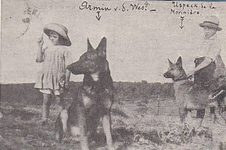 pays basque autrefois labourd élevage animaux chiens lapins