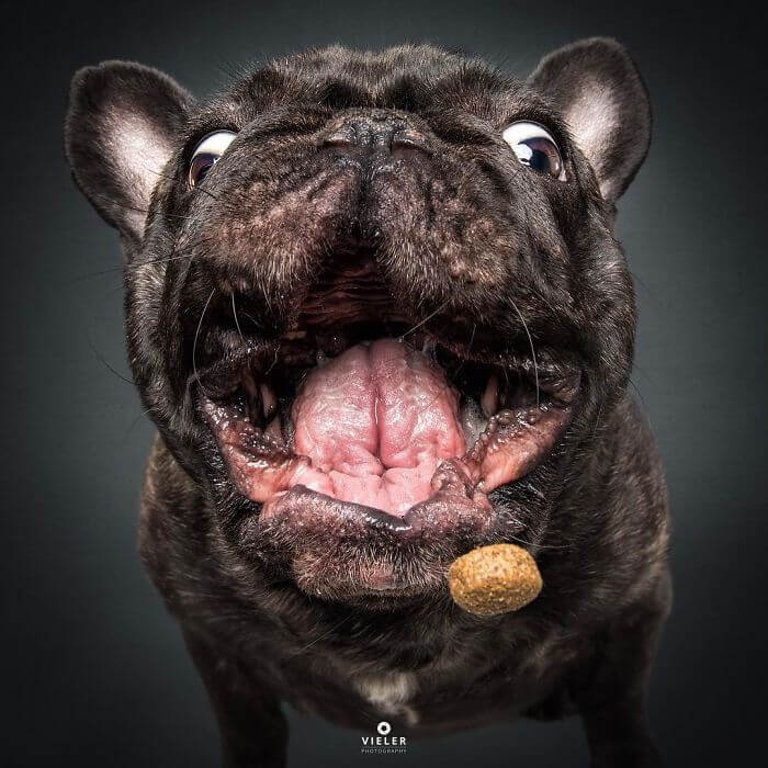 Hilarious Pictures Of Dogs Trying To Catch Treats In The Air