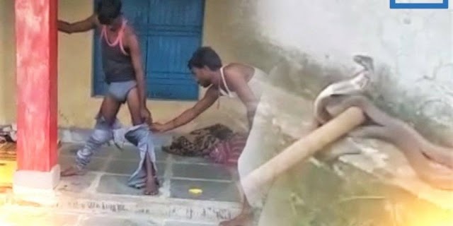 VÍDEO: Cobra venenosa entra em calça de homem que tirava soneca e equipe de resgate é chamada