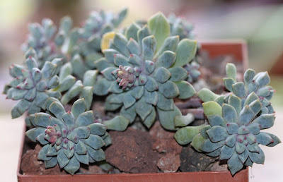 Echeveria subcorymbosa care and culture