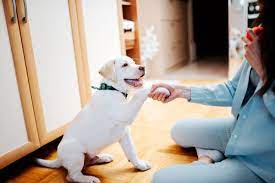 entrenar a un perro cachorro en casa