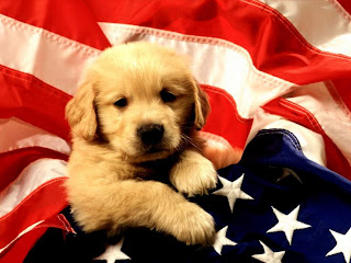 american puppy