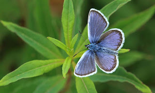 الفراشة الزرقاء الفضية