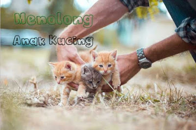 Kisah Riwayat Imam Asy-Syibli Dan Anak Kucing