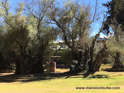 Olivos centenarios el el Atrio de los Olivos de Tzintzunzan