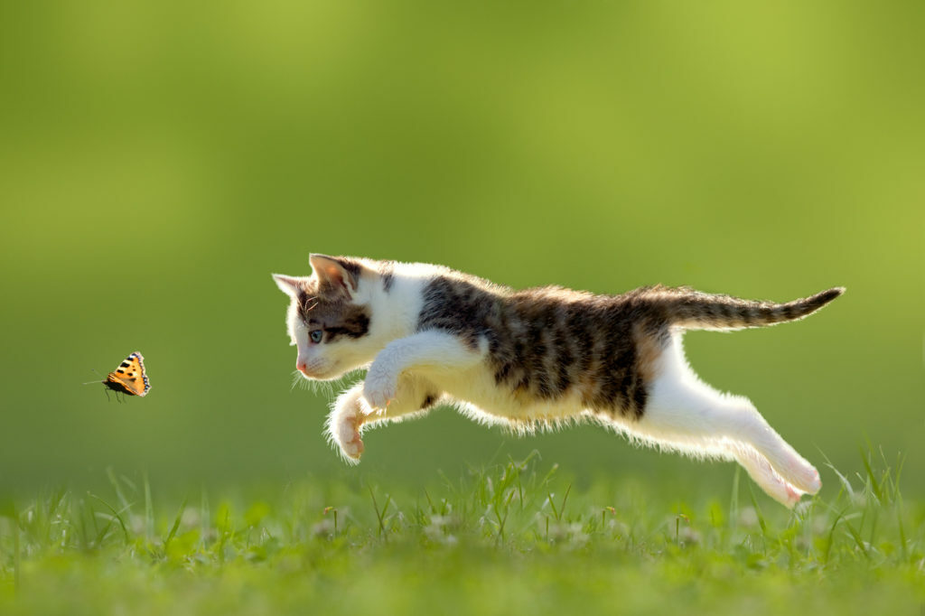 Prepare-se para se Surpreender com suas Habilidades Inigualáveis dos gatos