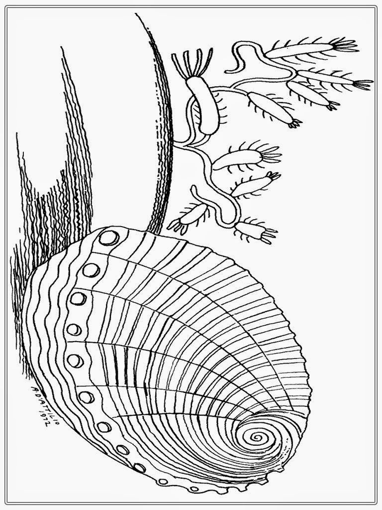 Printable Shell Adult Coloring Pages Free Shell Coloring Pages For Adult