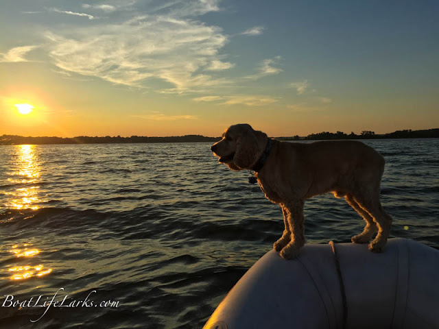 Dog enjoying dinghy boat ride, Virginia 