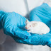 Vacuna rusa contra el cáncer funciona con éxito en ratones