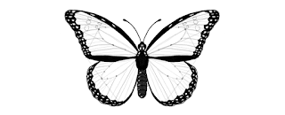 how-to-draw-butterfly-4-10