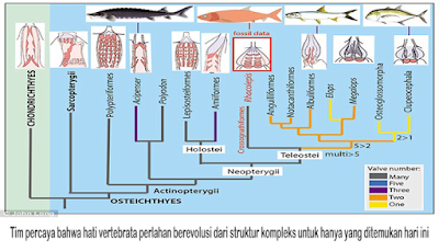 Evolusi Hewan Vebrata