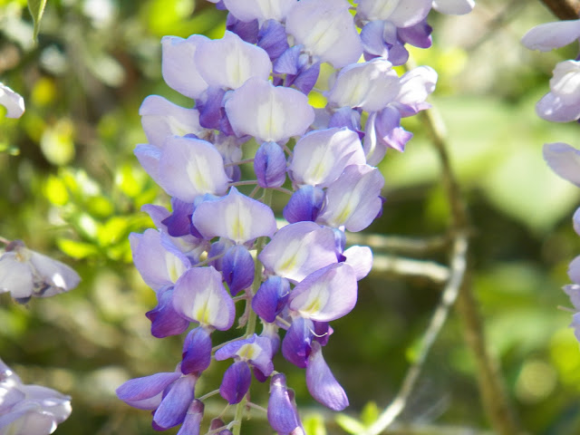 Wisteria © Sid's Sea Palm Treasures 2010-2017