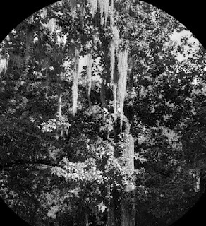 b&W southern tree