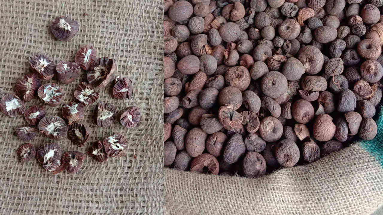 Finding the Best Red Super Betel Nut Price in Bangladesh