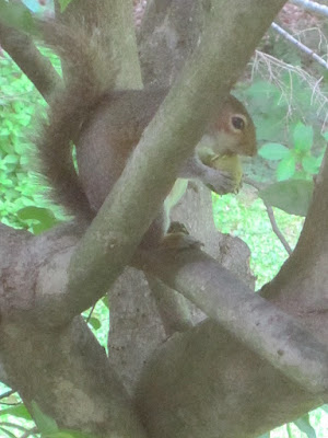 Squirrel in pear tree