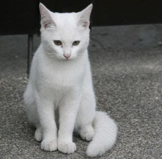 75 白い 猫 かわいい イラスト画像