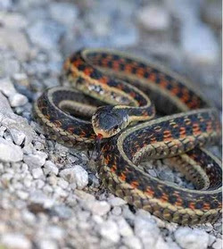 They are usually born from july. California Red Sided Gartersnake Snake Facts