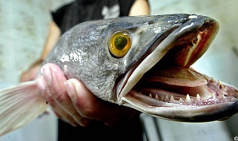 Piranha Kalah Seram Dengan Ikan Indonesia Ini