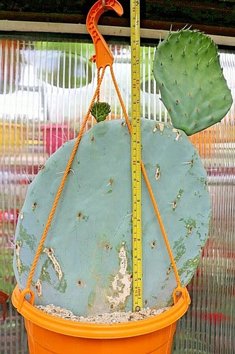 The seed takes about 9.3 hours to grow and once fully grown, it can be harvested for cactus spines. Large 10 Inch 25cm Bare Rooted Pad Opuntia Robusta Blue Prickly Pear Cactus