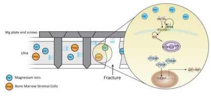 Graphical abstract for this article