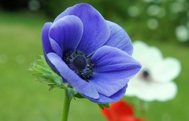 心に強く訴える怖い アネモネ 花 言葉 すべての美しい花の画像